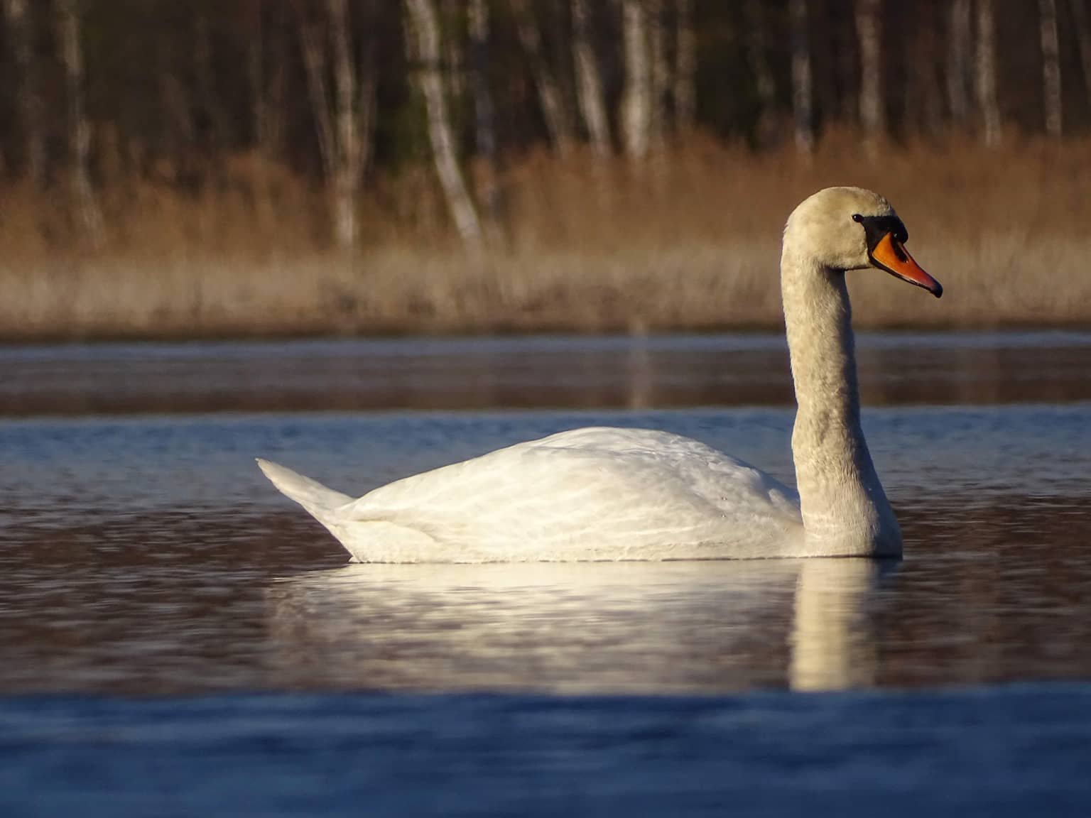 Captivating Soundtrack: A Sentimental, Whimsical Parade of Music and Lyrics