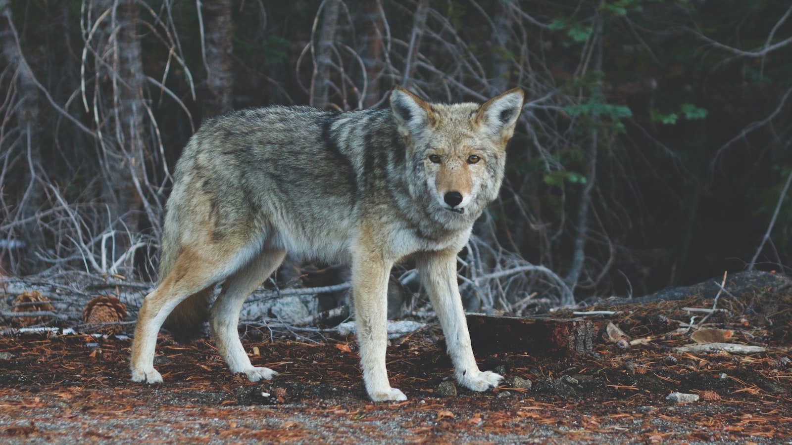 4. Legacy of Uninhibited Music: 's Impact on the Rock Scene