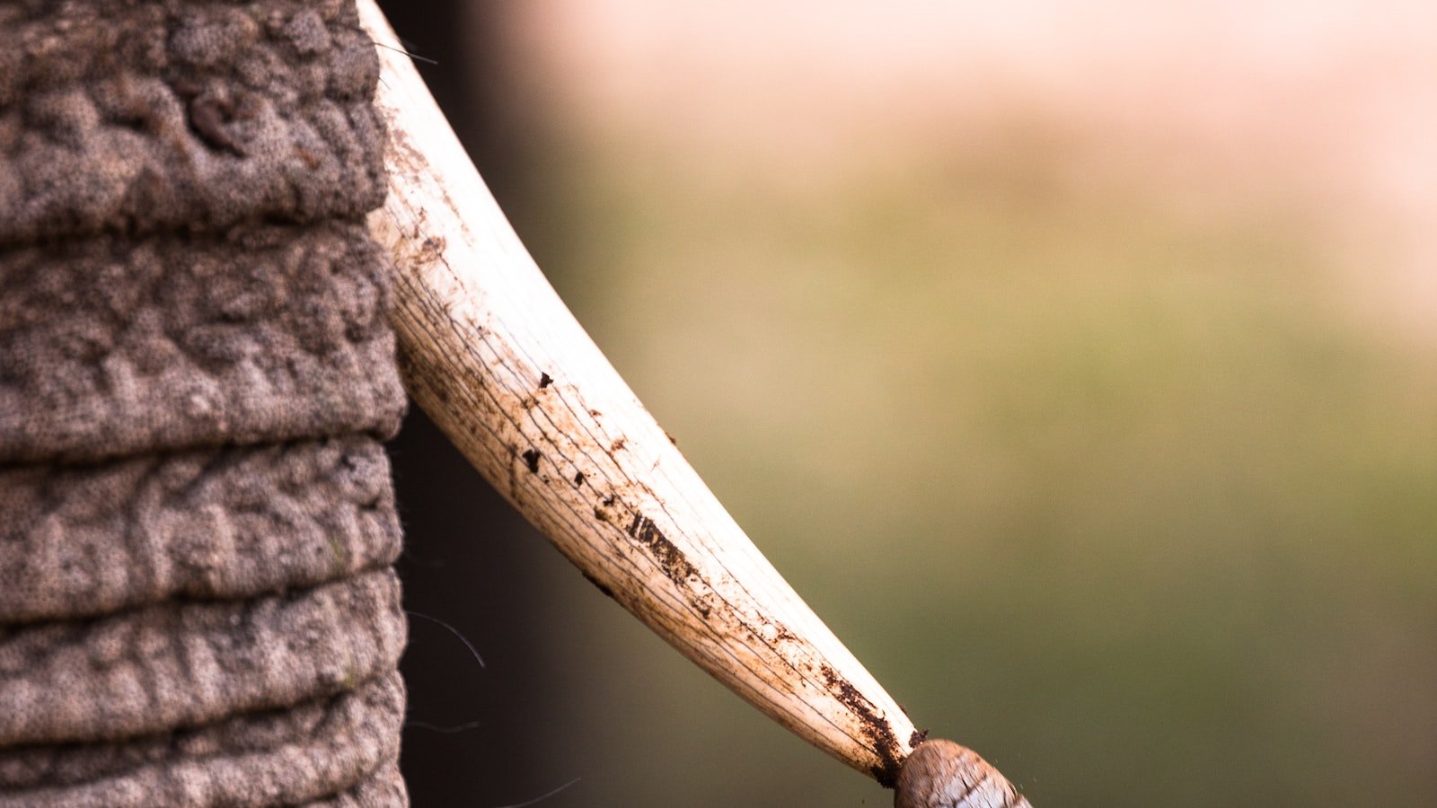 1. Unleashing the Wild: The Rise of  and Their Explosive Debut Album