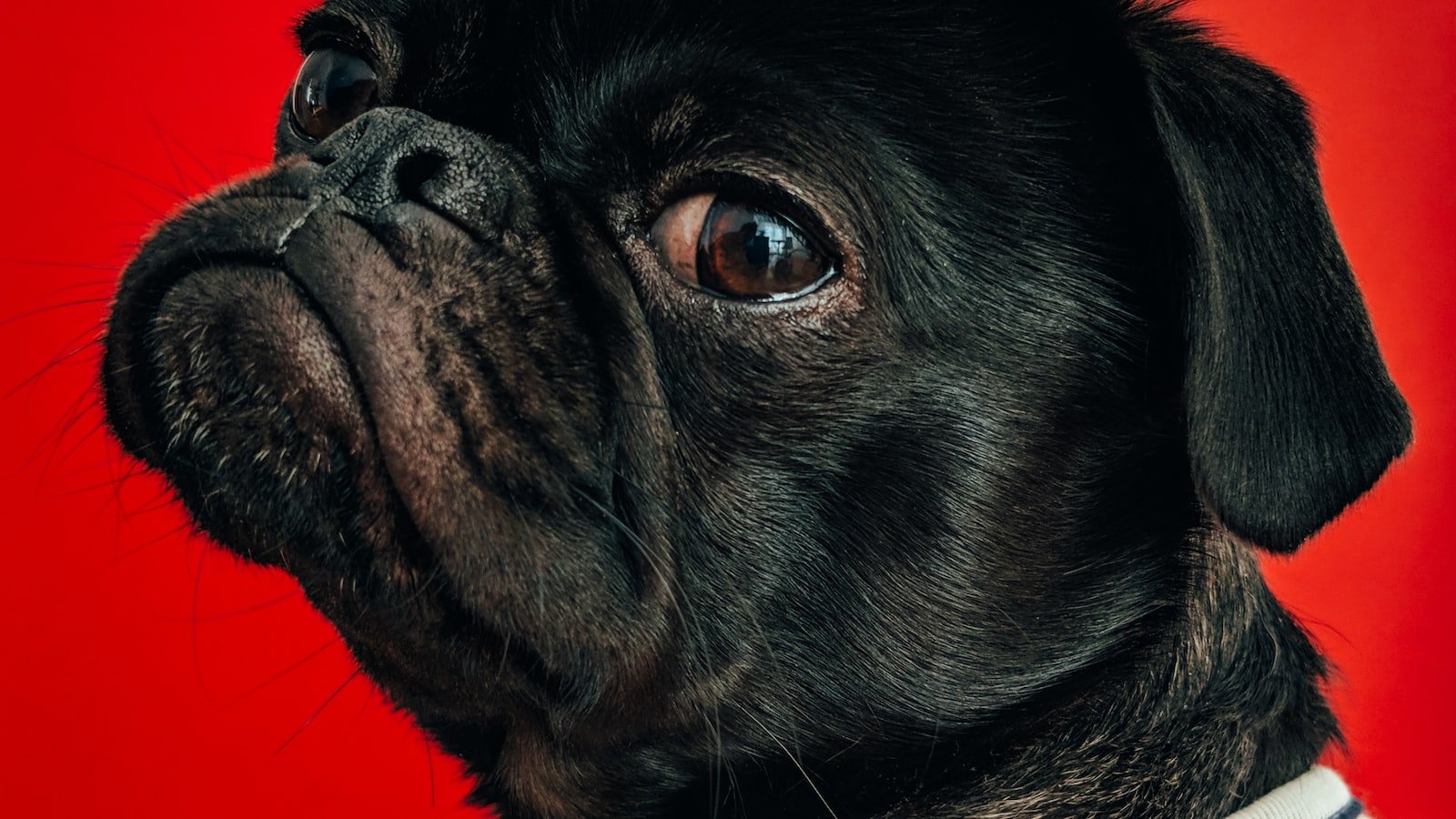 - From Smoky Clubs to Iconic Stages: Highlighting the Intense Energy of 's Live Performances