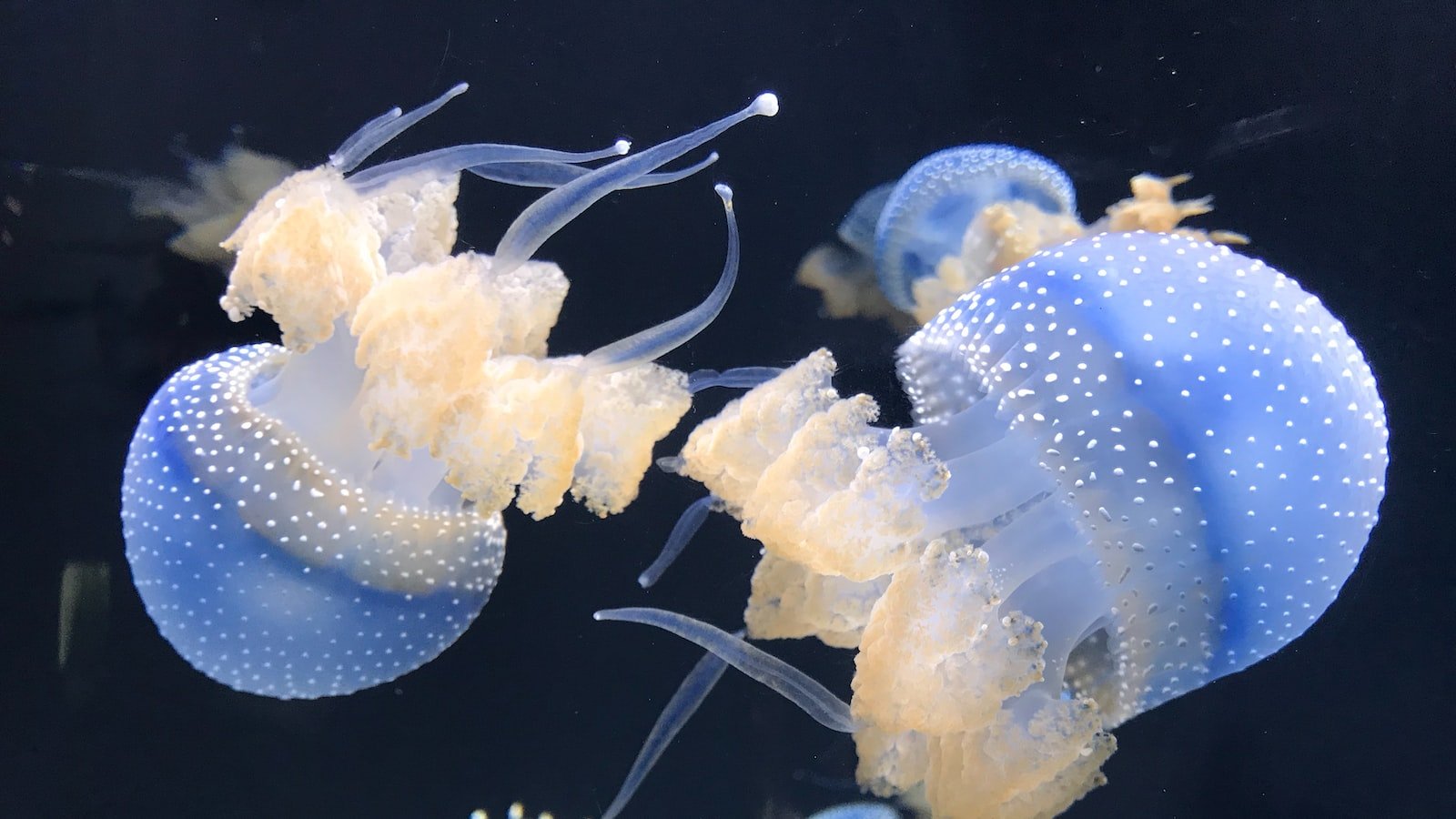 Savor Seamless Harmony: Effortlessly Download Mp3 Lio Songs for Free