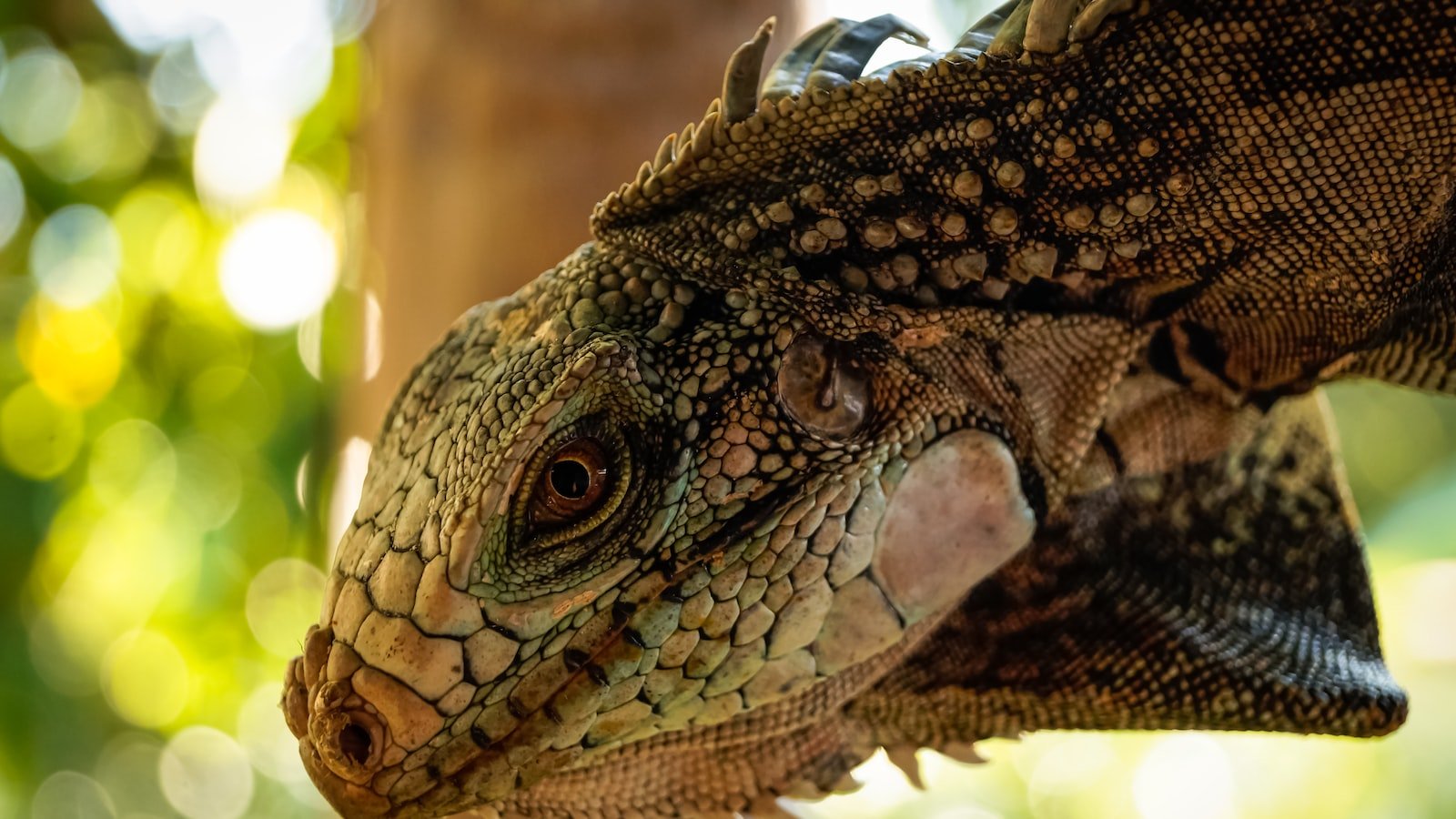 3. Humanitarian Crisis and Forced Migration: The Tragic Consequences of Venezuela's Protracted Political Struggle