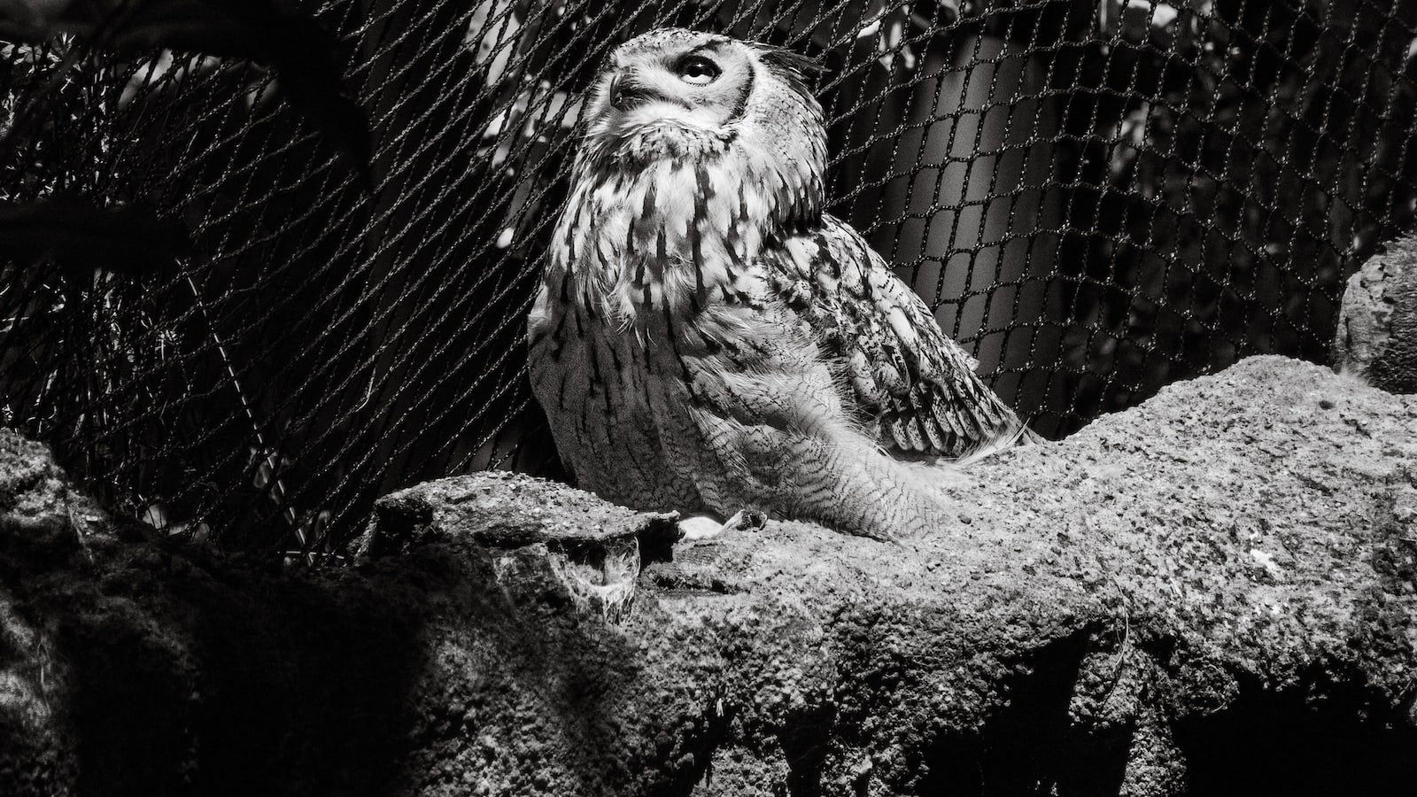 Captivating ‍Performances and​ Groundbreaking Events Surrounding 