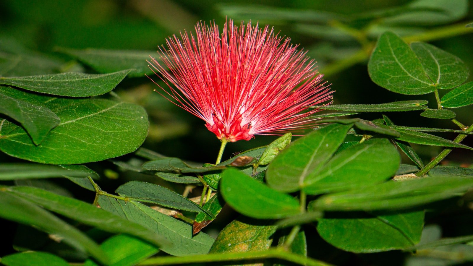 4. The Profound Impact: Exploring the Cultural and Political Significance of the Sex Pistols' Brief Yet Monumental Reign